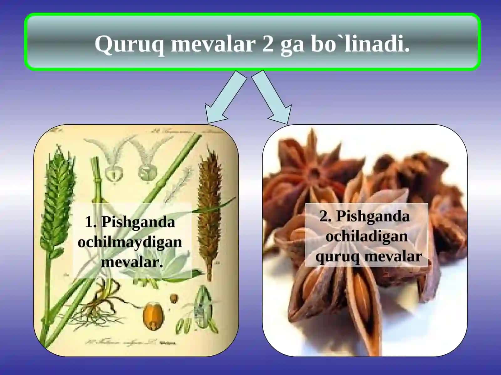 MEVANING VUJUDGA KELISHI, TUZULISHI, RIVOJLANISHI VA KLASIFIKATSIYASI 4