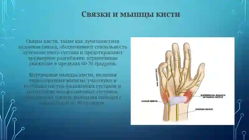Клиническая анатомия кисти и стопы и современные операции 4