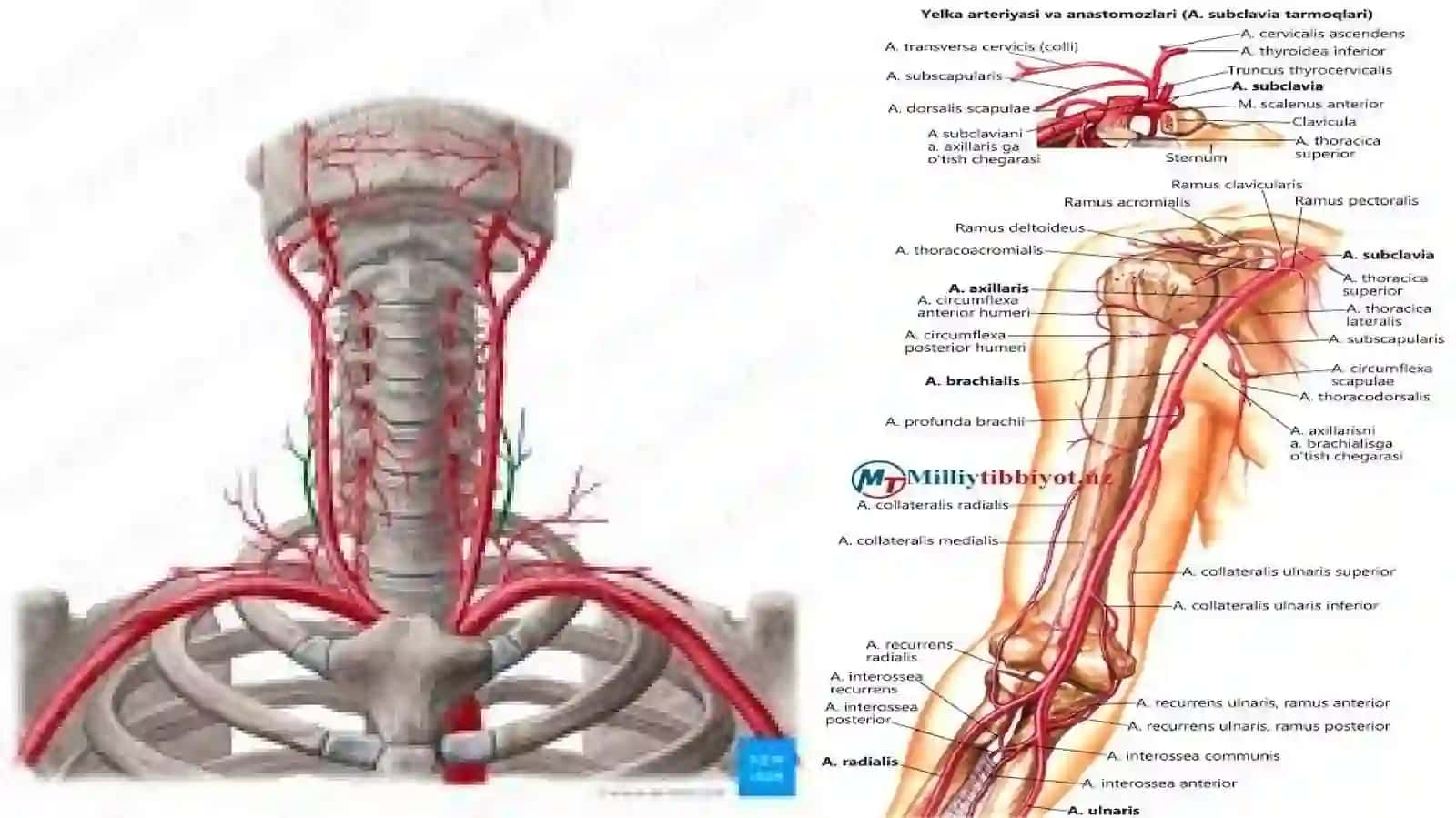 O`mrov osti arteriyasi-arteria subclavia va qól arteriyalari 4