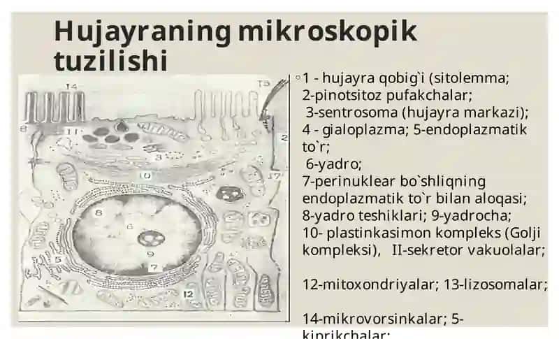 Sitologiya hujayra organoidlari. Kiritma. Yadro. Hujayra sikli. 4