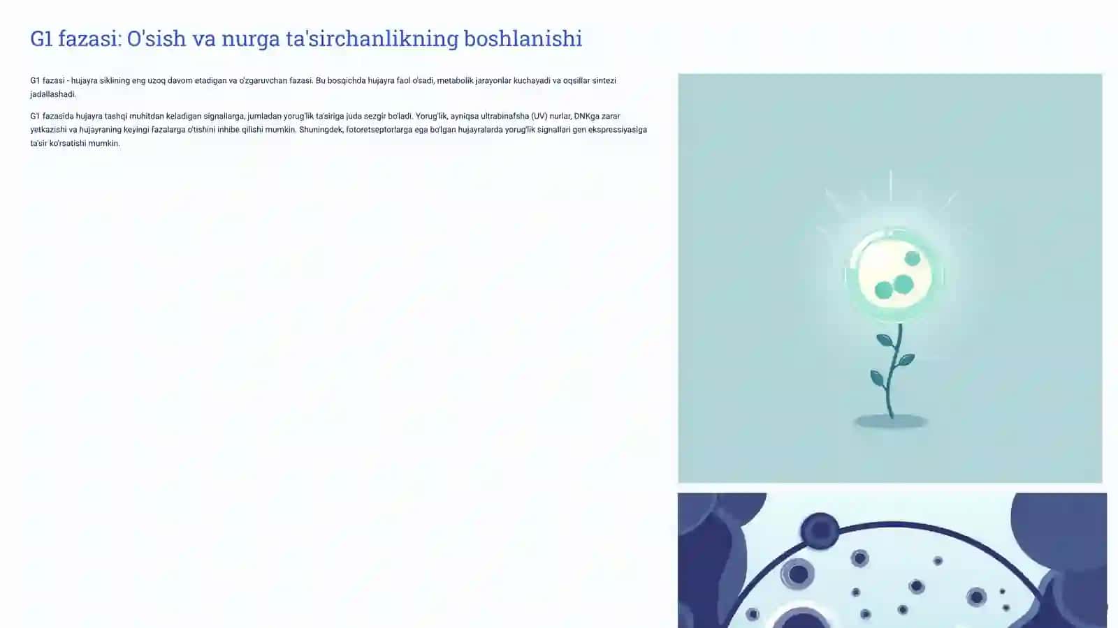 Hujayraning hayot sikli va uning turli fazalarida nurga sezgirlik 4