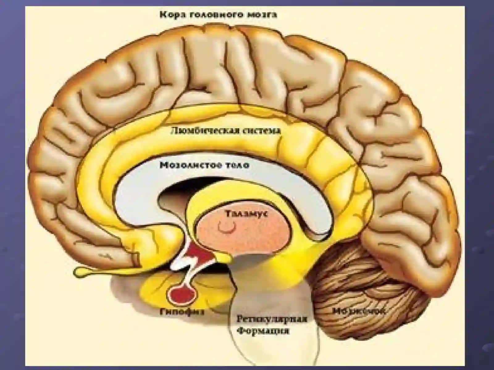 Ретикулярная формация, Лимбическая система, Лимбико-ретикулярный комплекс 4