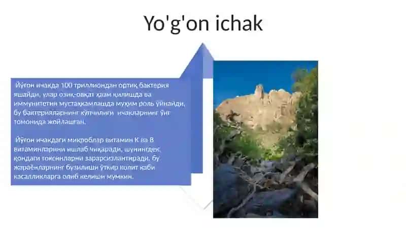 Ovqat hazm qilish organlari 4