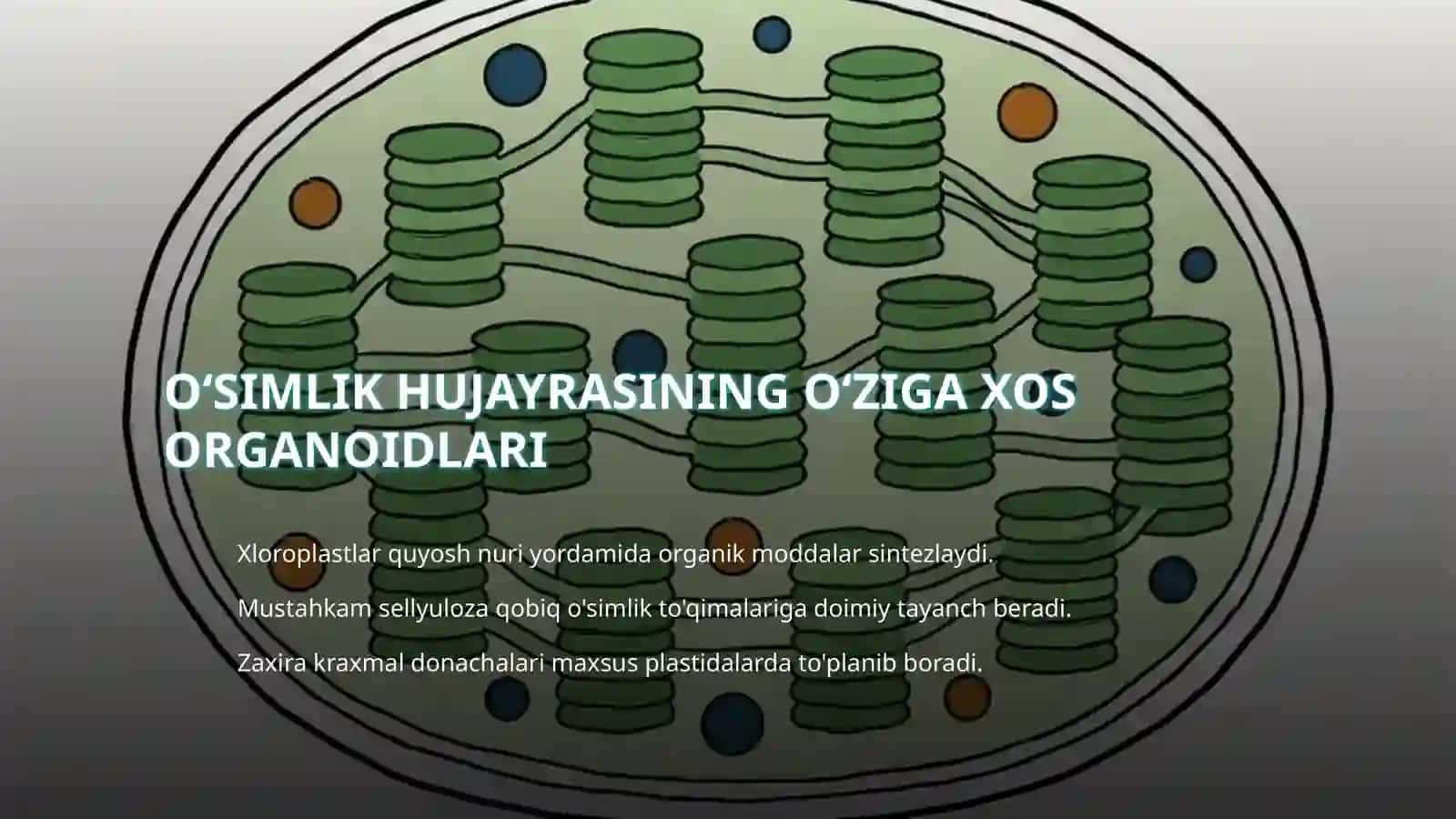 O‘simlik va hayvon hujayralari 4