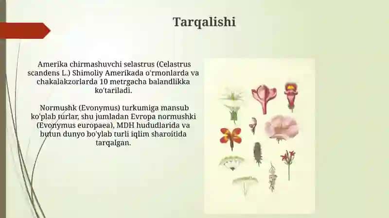 Normushkdoshlar (Celastraceae) oilasi 4