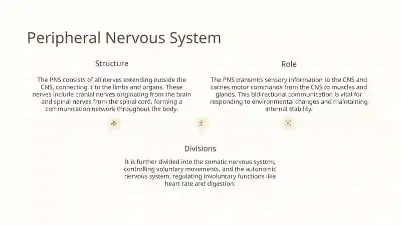 NERVOUS SYSTEM 4