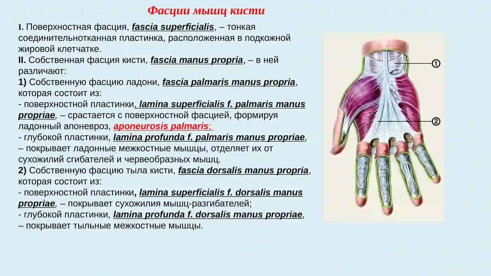 Фасции и топография верхней конечности. Мышцы таза и бедра 4
