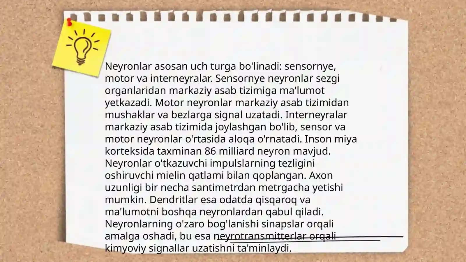 Nerv toʻqimasi 4