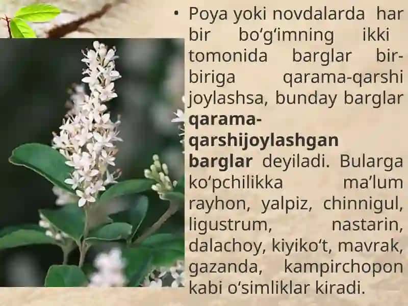 Novdada barglarningbarg joylashishini tahlil qilish 4