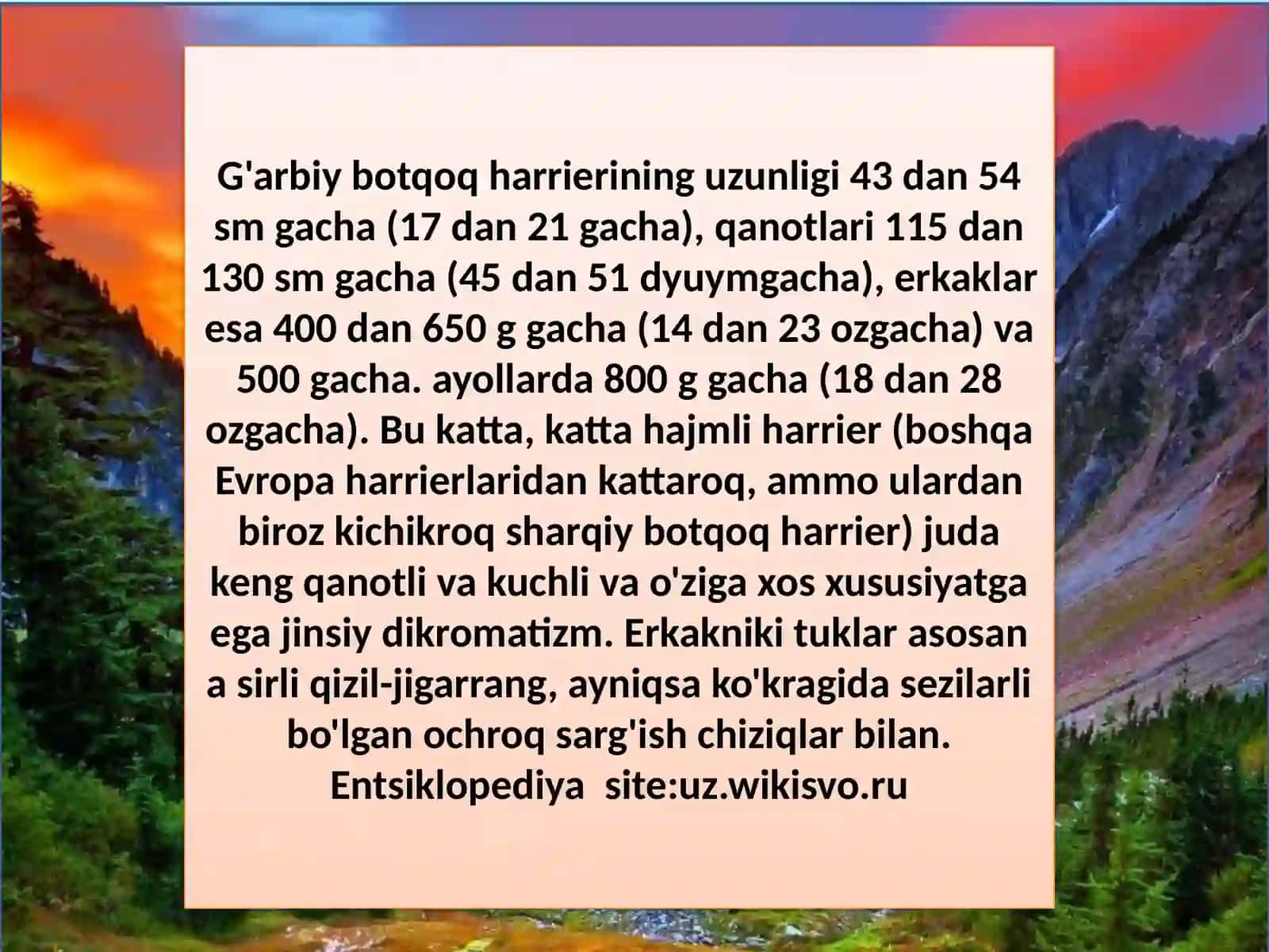 g'arbiy botqoq harrier (Sirkaeruginosus) 4