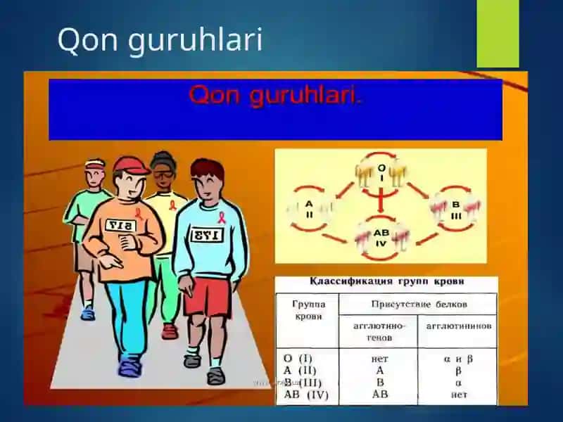 Kamqonlik,Gemostaz,Qon guruhlari.Rezus faktor.Qon quyish asoslari. 4