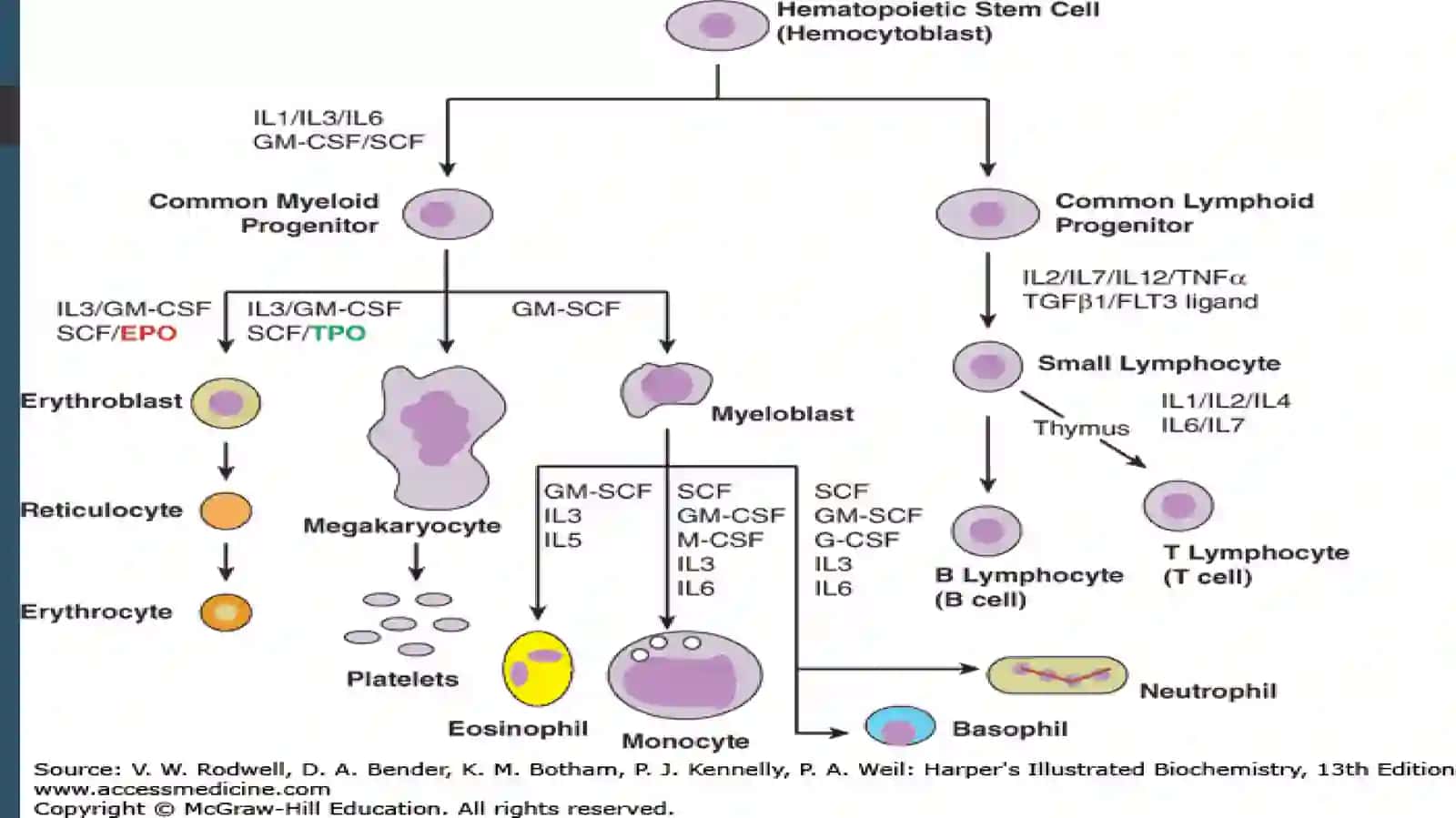 Eritrotsitlarbiokimyosi 4
