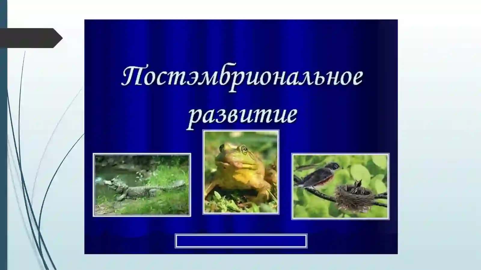 ПОСТЭМБРИОНАЛЬНОЕ РАЗВИТИЕ НАСЕКОМЫХ 4