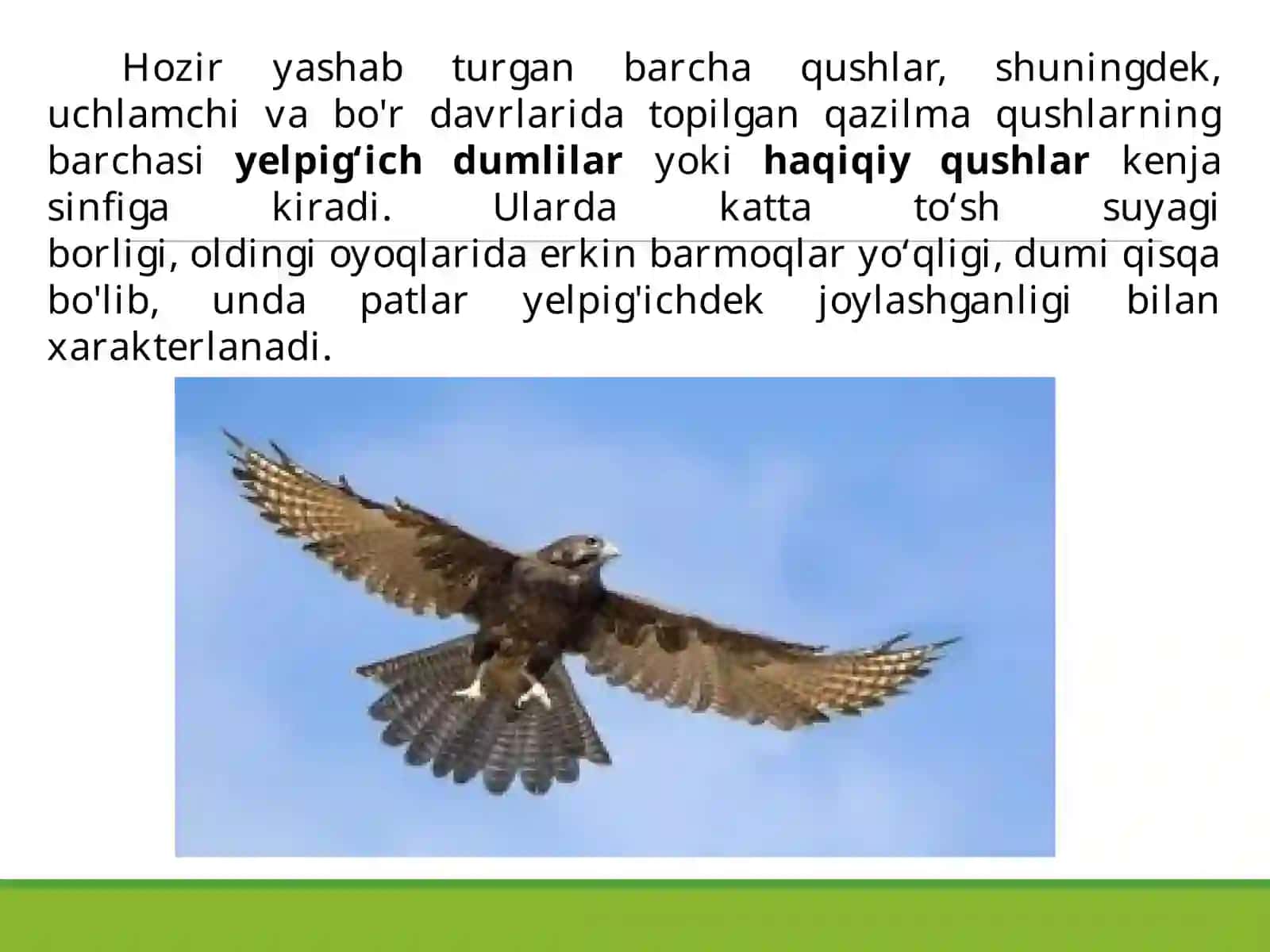 Qushlarsinfining sistematikasi 4