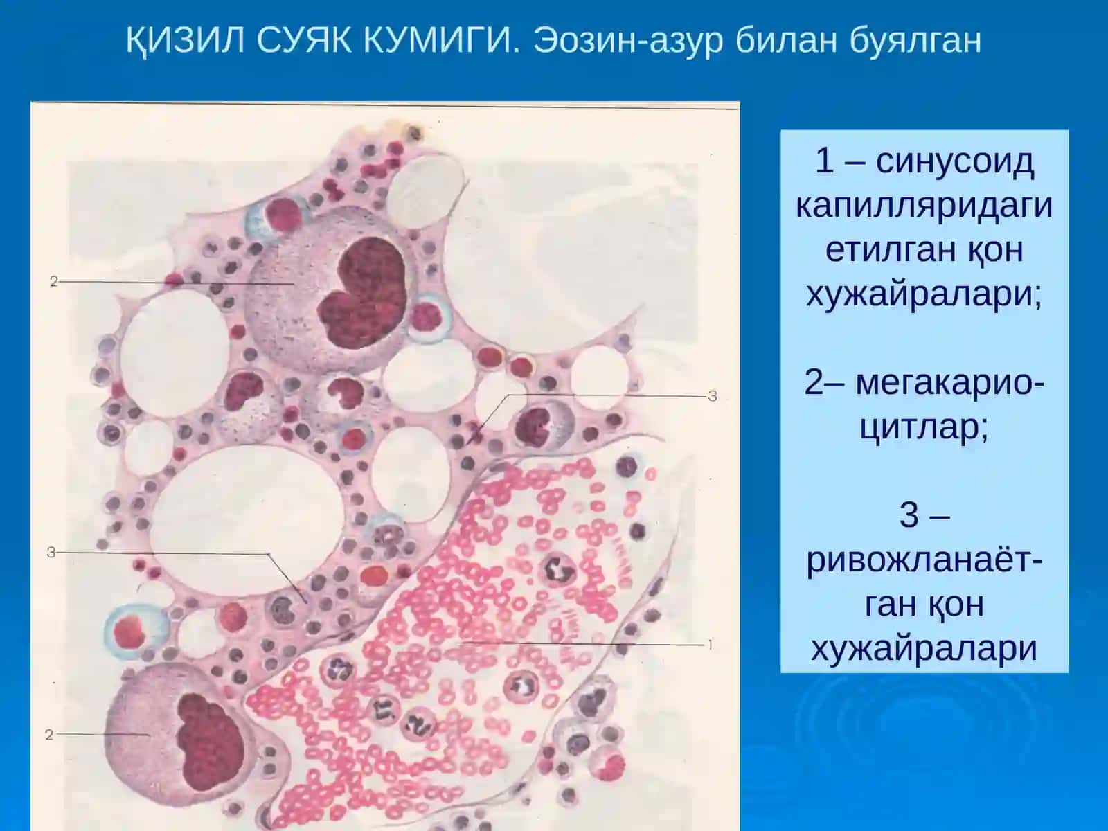 «Қон яратувчи ва иммун-химоя аъзолари» 4