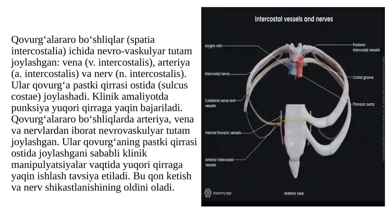 Ko‘krak sohasi ning klinika anatomiyasi 4