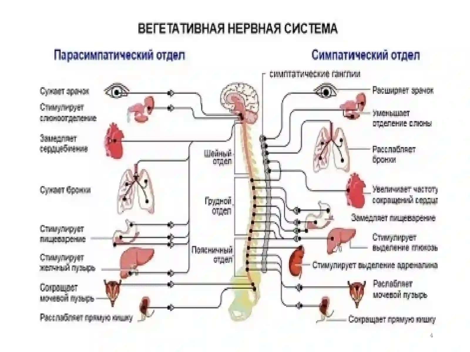 Н-ХОЛИНОРЕЦЕП-ТОРЛАРГАТАЪСИР ЭТУВЧИ ВОСИТАЛАР 4