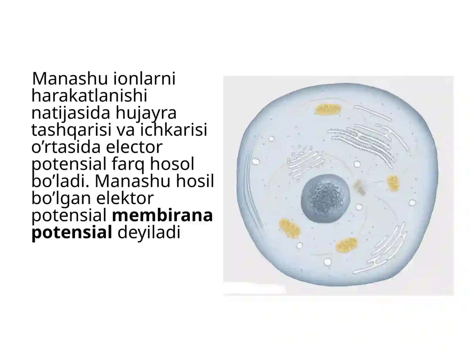 MEMBRANA POTENSIALINING TABIATI QANDAY 4
