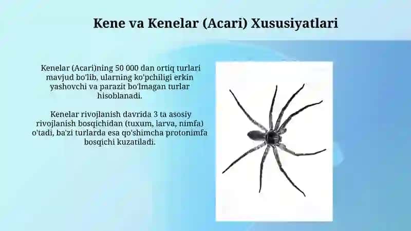 Xeliserolilar 4