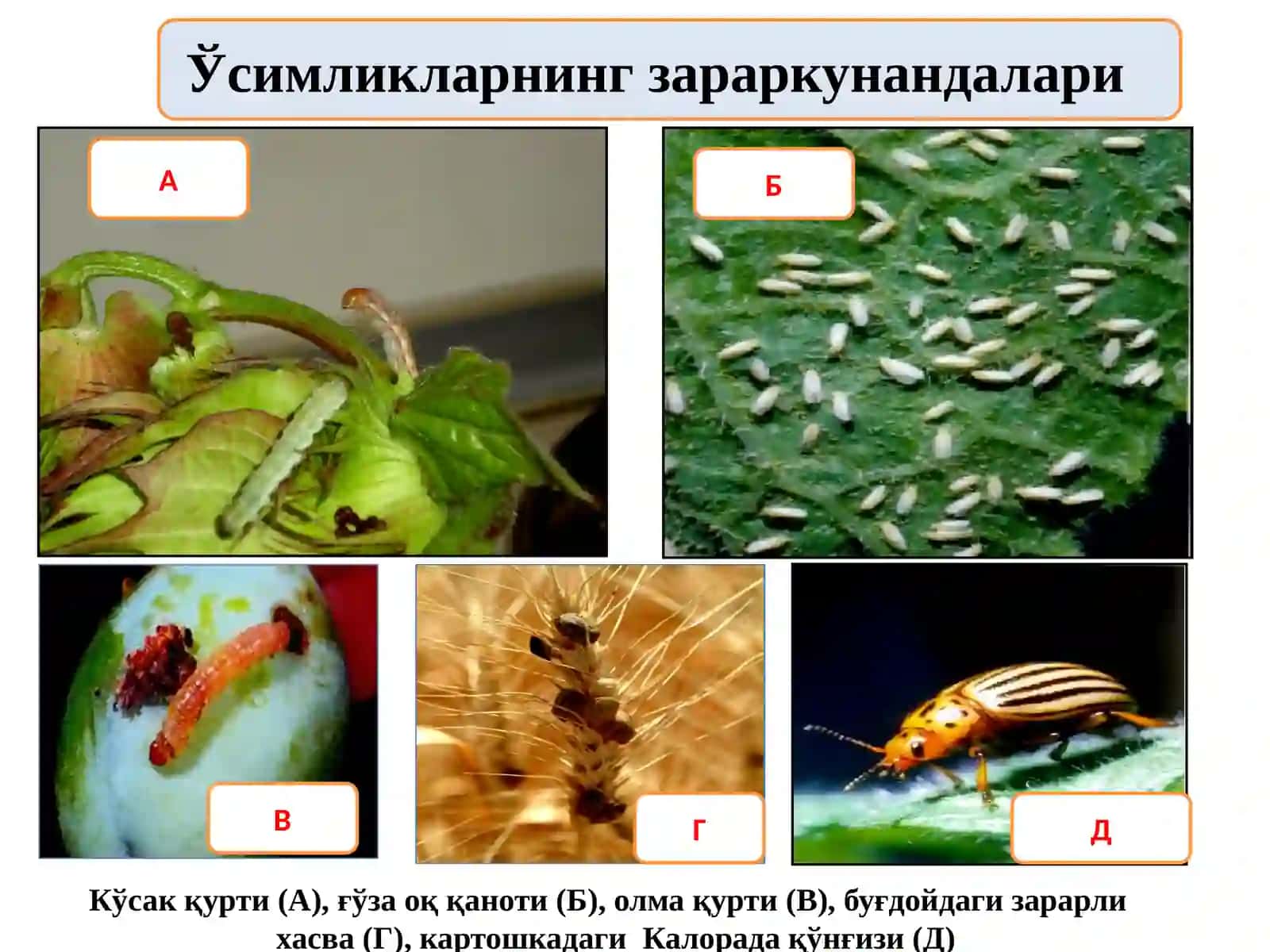 Ўсимликларни ҳимоя қилиш технологияси ва машиналари 4