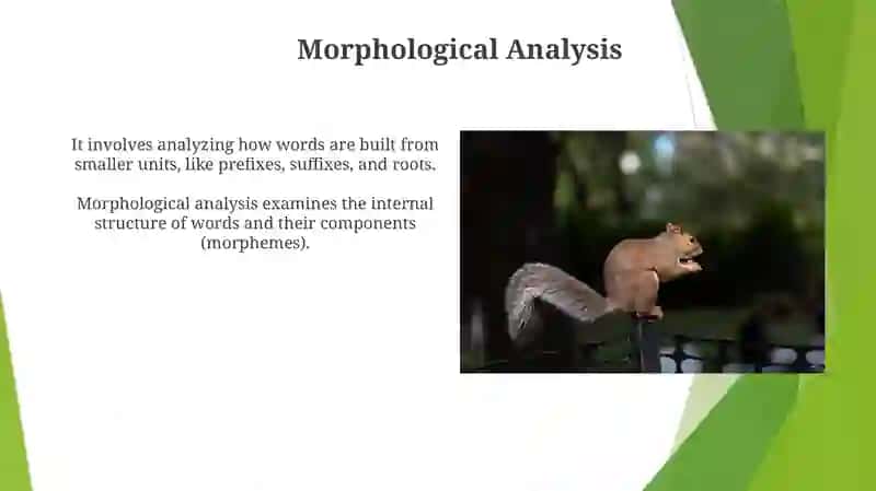 Morphology Fundamentals 4
