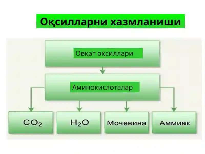 Оддий оқсиллар алмашинуви 4