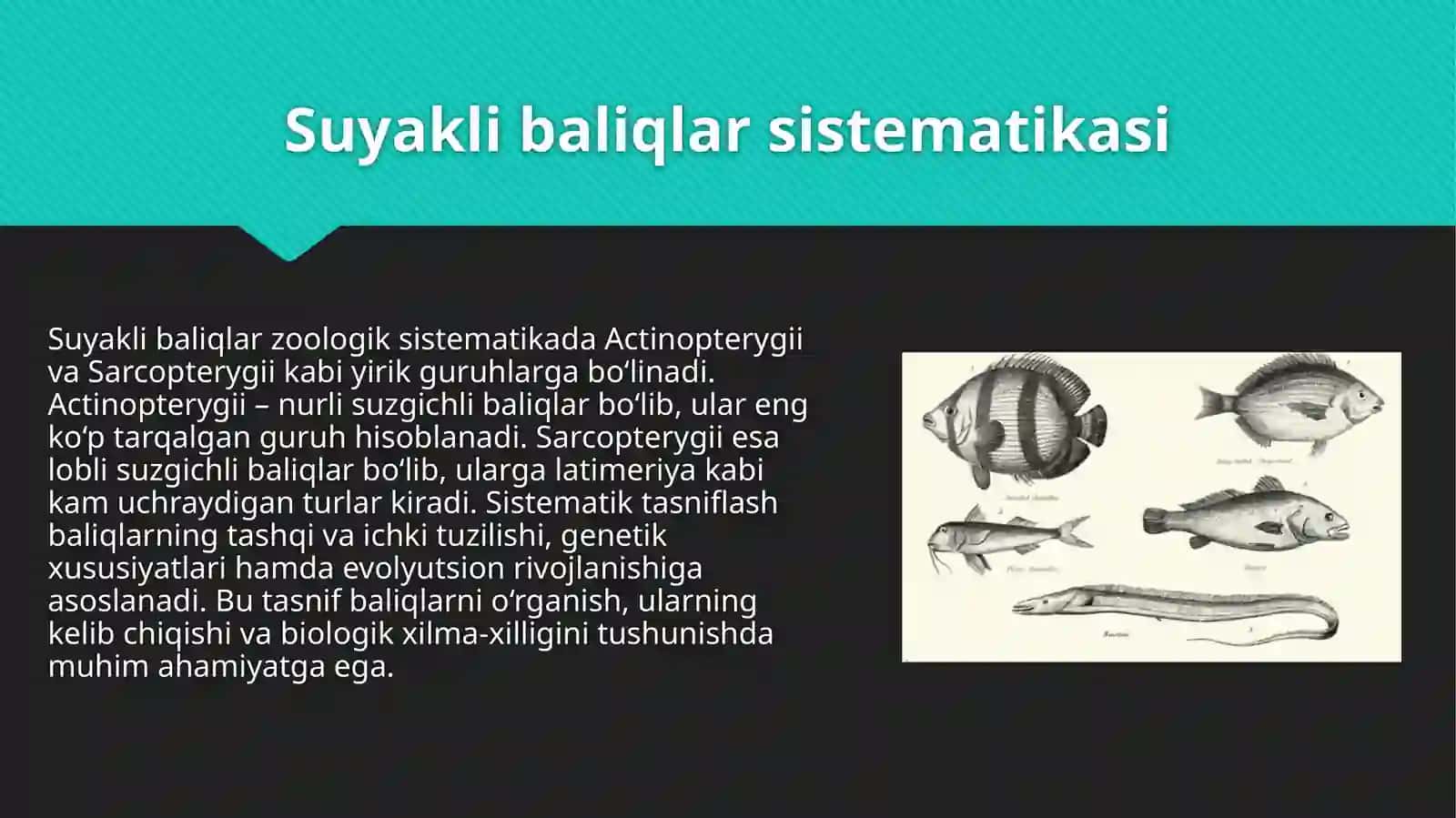 Suyakli baliqlar sistematikasi. Baliqlar ekologiyasi 4