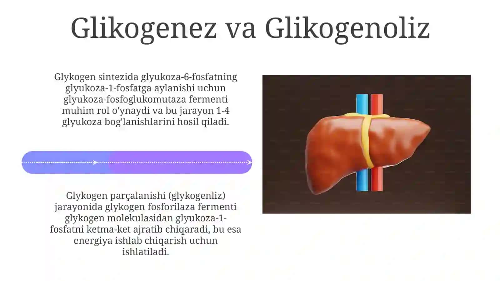 Jigar va Aminokislotalar almashinuvi 4