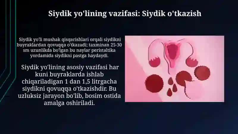 Siydik yo'lining qon ta'minoti va nervlar 4