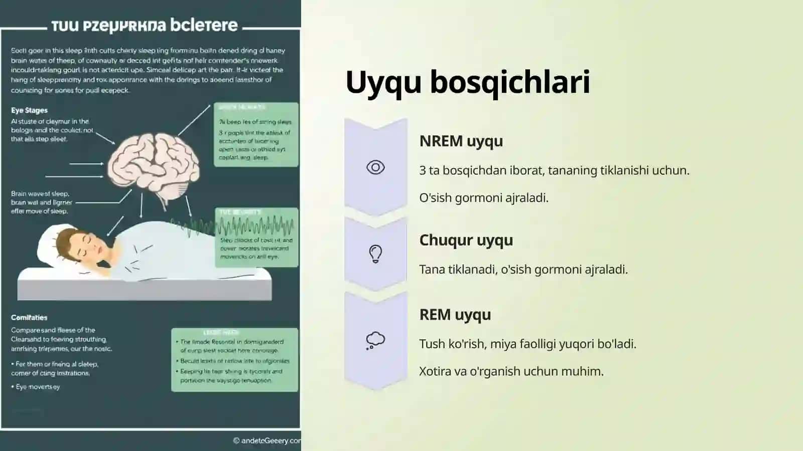 Uyqu va uning ahamiyati (8-sinf Biologiya) 4
