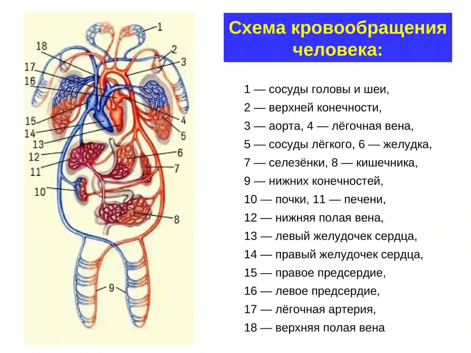 ЗАКОНЫГЕМОДИНАМИКИ.КРОВЯНОЕ ДАВЛЕНИЕ.РЕГУЛЯЦИЯТОНУСА СОСУДО И АД.ФУНКЦИОНАЛЬНЫЕ ОТДЕЛЫСИСТЕМЫ КРОВОБРАЩЕНИЯ 4