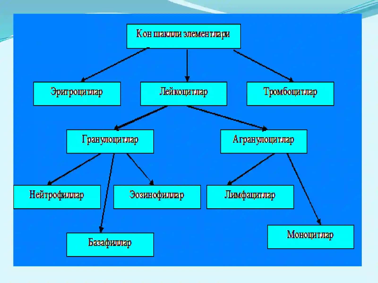 ҚОН. ҚОН АЙЛАНИШ ОРГАНЛАРИНИНГ ЁШ ХУСУСИЯТЛАРИ 4