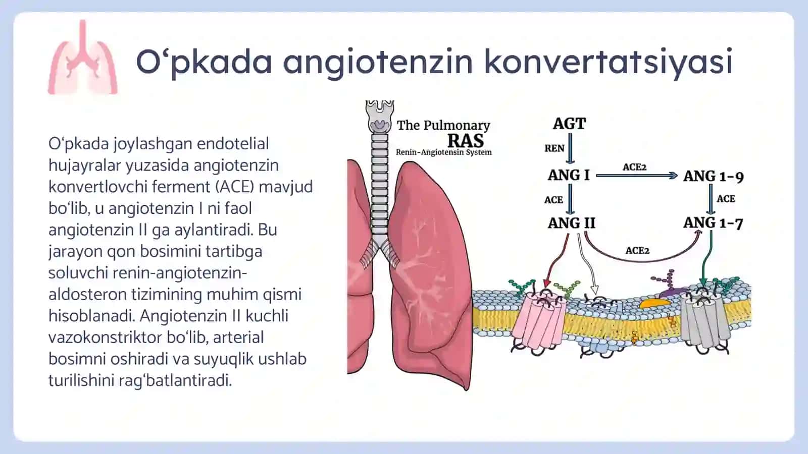Oʻpkaning metabolik funksiyalari va ularni buzilishi 4