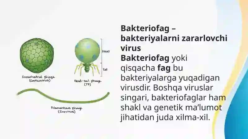 Bakteriofaglar morfologiyasi, reproduksiyasi, amaliyotda ( davolashda, identifikatsiyada, profililaktikada) qo’llanilishi 4