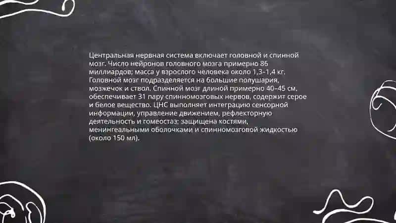 Нервная система 4