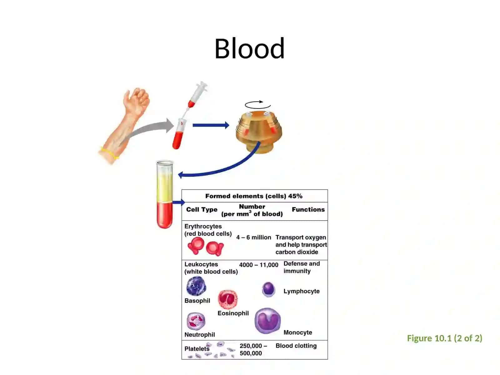 Blood Composition 4