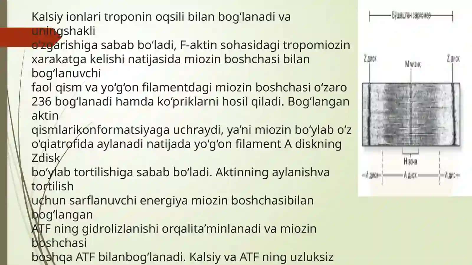 Ko'ndalang targ'il va silliq mushaklarning qisgarish mexanizmi. Mushaklarning taraqqiyoti, strukturaviy butunligini saqlanishi va regeneratsiyasida innervatsiyasining ahamiyati. 4