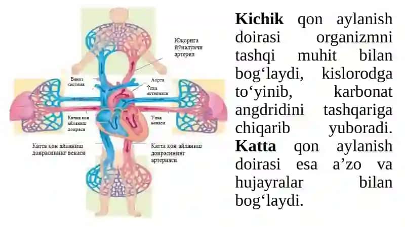 Yurak- qon tomirlar fiziologiyasi 4