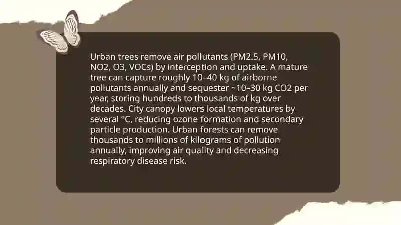 Why cities are need trees 4