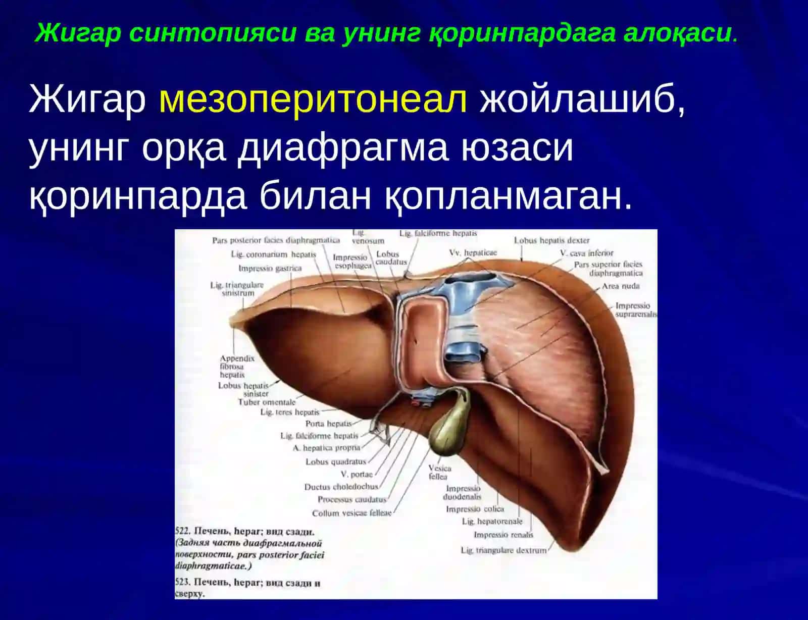 ЖИГАР, БИЛИАР ТИЗИМ ва ОШҚОЗОН ОСТИ БЕЗИ ЖАРРОҲЛИК АНАТОМИЯСИ 4