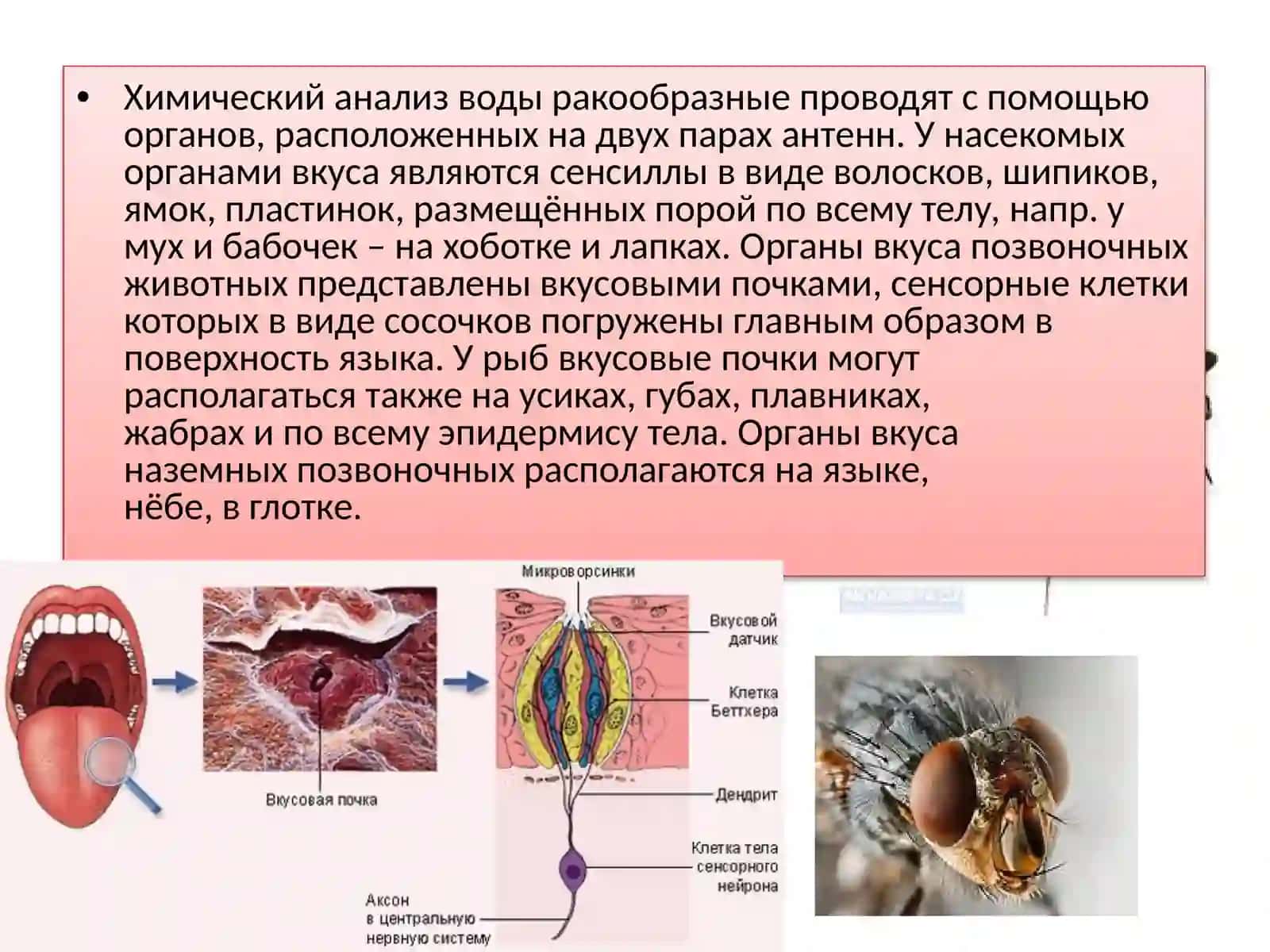 Восприятие вкусахеморецепторы вкусовых ощущений 4