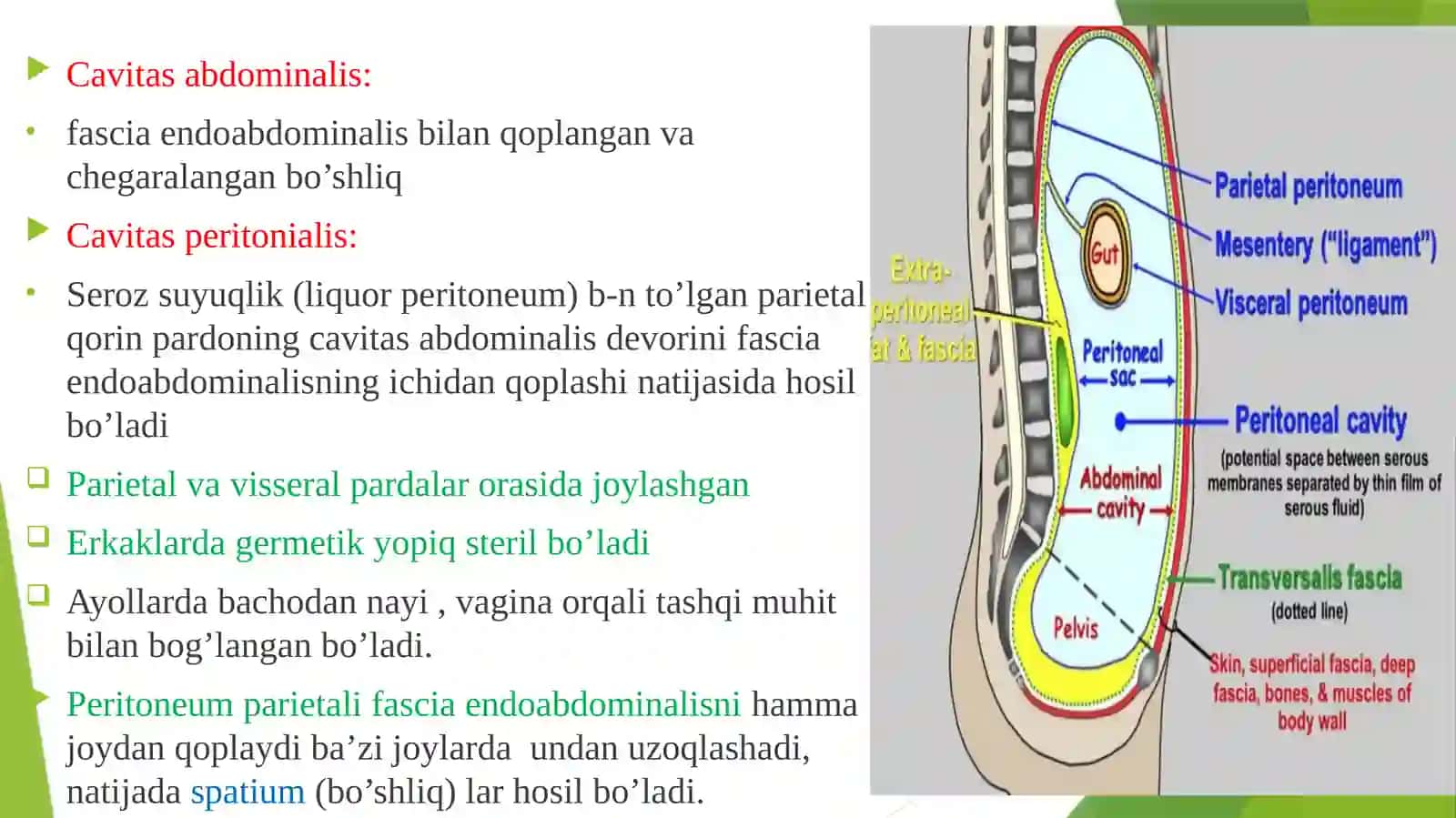 Qorinpardaning tuzilishi va uning qorin bo'shlig'i a'zolariga munosabati. Sinuslar, xaltalar, cho'ntaklar, ularning jarrohlik amaliyotidagi ahamiyati 4