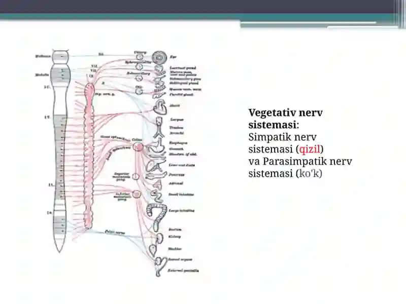 Vegetativ asab sistemasini o'rganish. Avtonom asab tizimi, simpatik, parasimpatik va metasimpatik 4