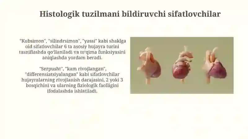 Anatomik va gistologik nomenklaturalarda qoʻllaniladigan sifatdoshlar 4