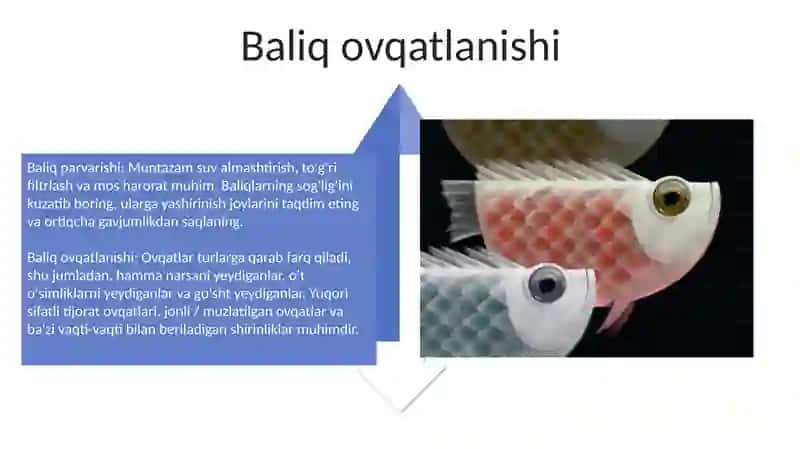 Shirin suv baliqlari 4