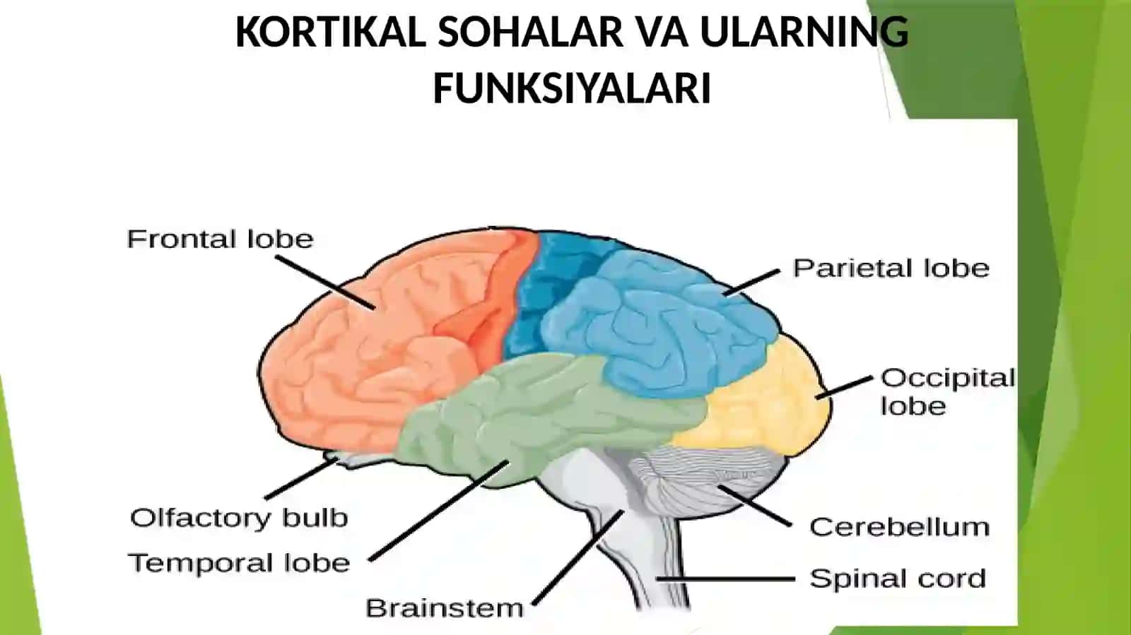 Miya yarimsharlari po'stlog'i 4
