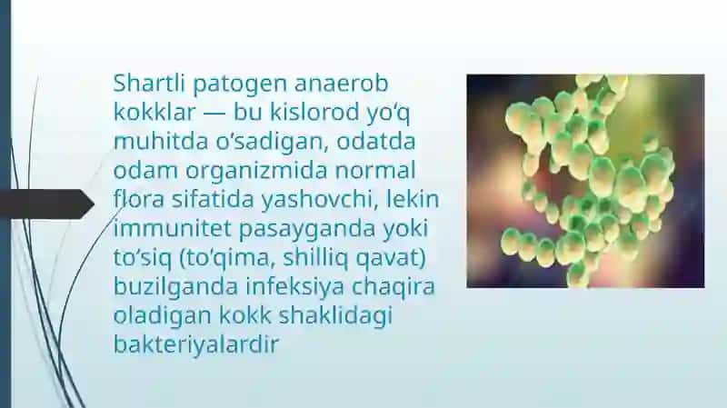 Shartlipatogenanaerobkokklar, Peptococcus Peptostreptococcus Veillonella 4