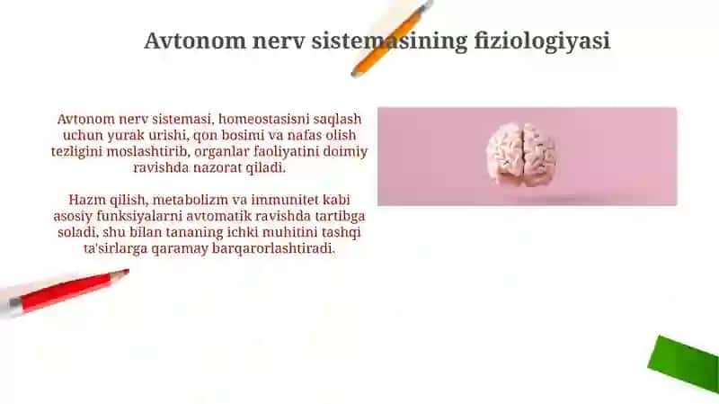 Avtonom nerv sistemasi anatomiyasi 4