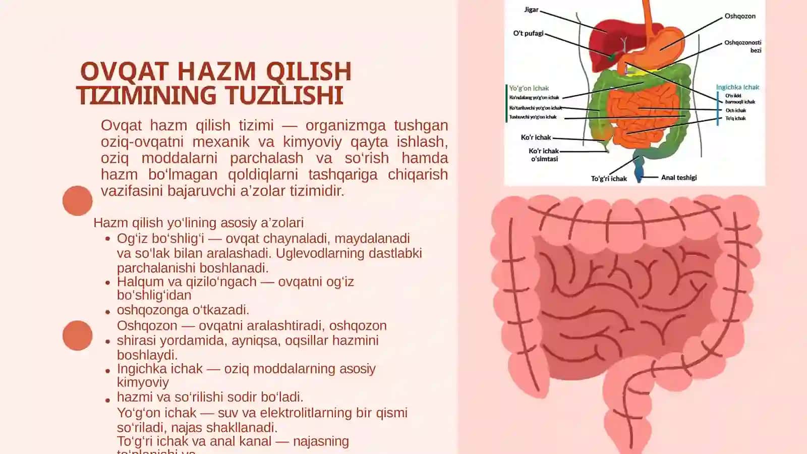 OVQAT HAZM QILISH FIZIOLOGIYASI 4