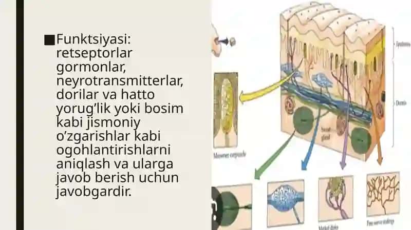 Retsepsiya, restseptor hujayralar, tuzilishi va faoliyati. Entropiya haqida tushuncha 4
